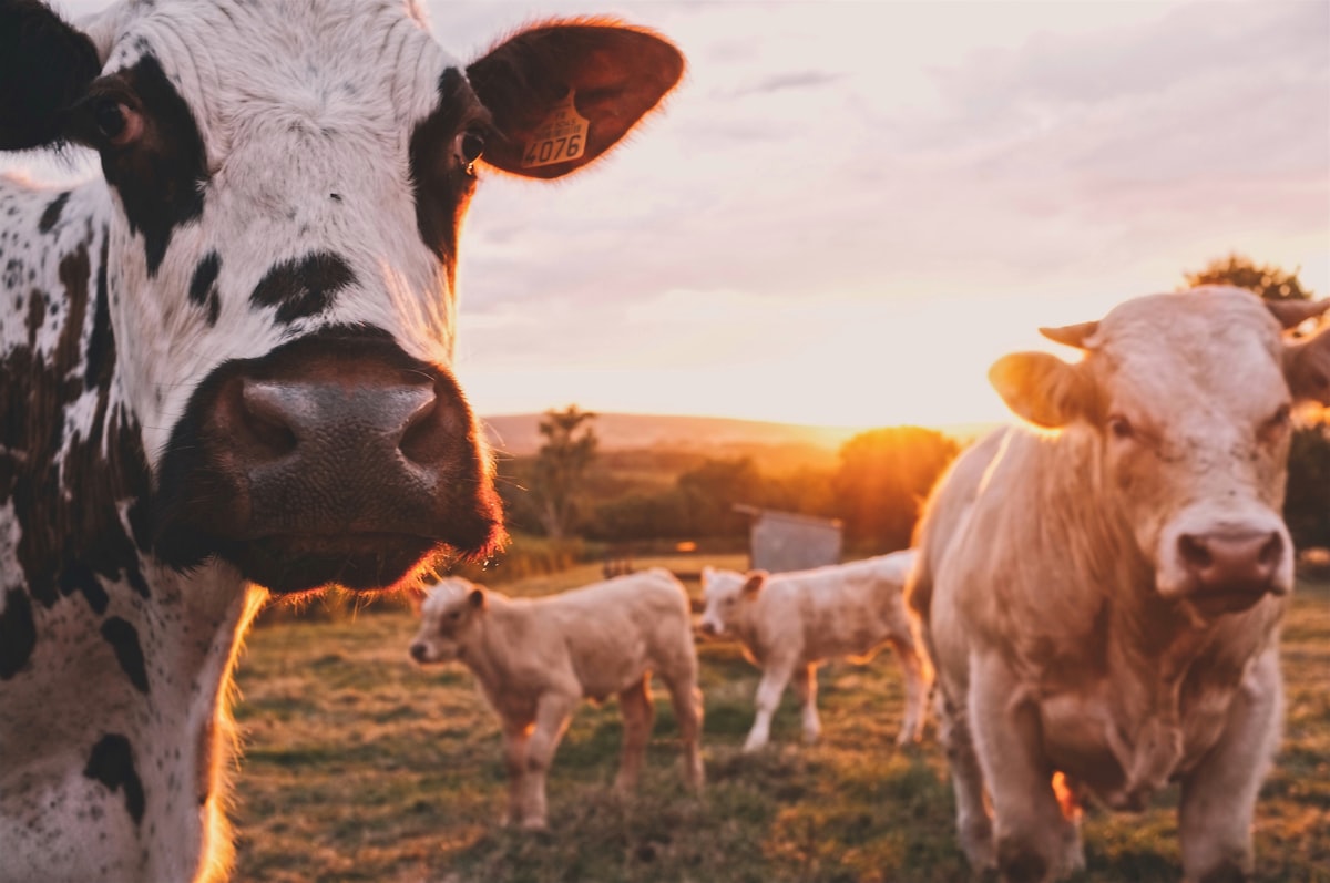 The future of agriculture and the 5.0 model